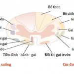 Sinh lý học cảm giác đau