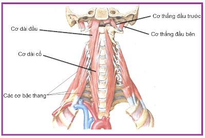 Hội chứng viêm gân cơ dài cổ