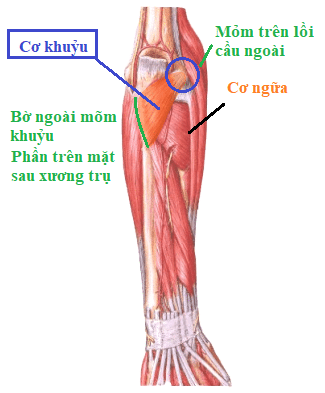 Giải phẫu cơ khuỷu tay